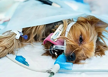 Shimla Pet Care Center