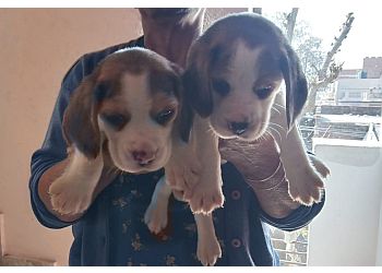 Sri Sai Pet Care Clinic