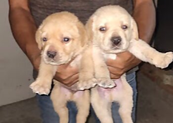 Sri Sai Pet Care Clinic