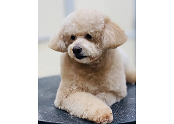 Super Dog Pet Grooming & Pet Shop