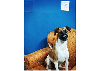 The Pawstel- Pet Stay & Boarding