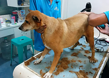 The White Collar Pet Spa