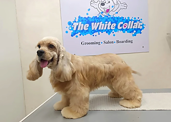 The White Collar Pet Spa