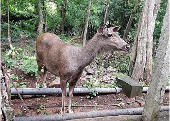 Tirumala Deer Park Reserve