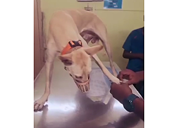 Trusty Paws Pet Clinic