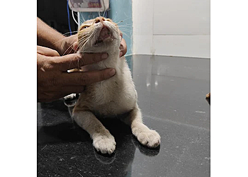 Urban Veterinary Care