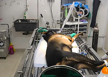 V care speciality Pet hospital Belagavi