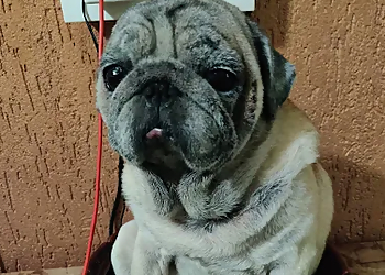 V care speciality Pet hospital Belagavi