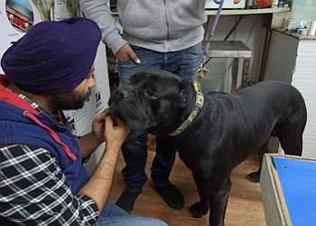 City veterinary hospital ludhiana punjab