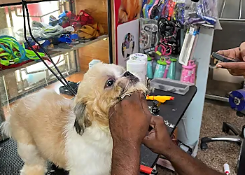 Vizag Pet Grooming