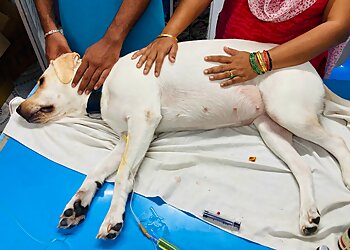 We Care Multispeciality Pet Clinic