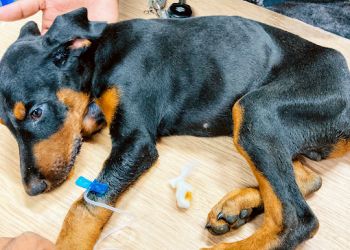 We Care Multispeciality Pet Clinic