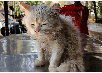 kanfe Globuz Pet Polyclinics