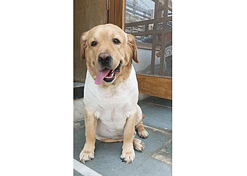 the dodo....Pet Boarding the dodo....Pet Boarding